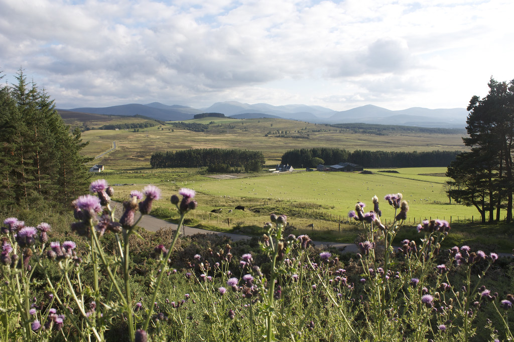Thistles and Abernethy