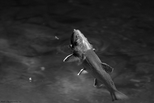 " breaking the surface " | by mattlev12