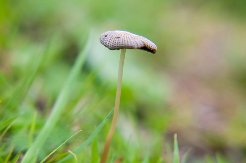Mushroom