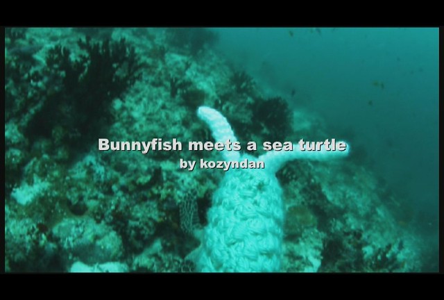 bunnyfish and sea turtle