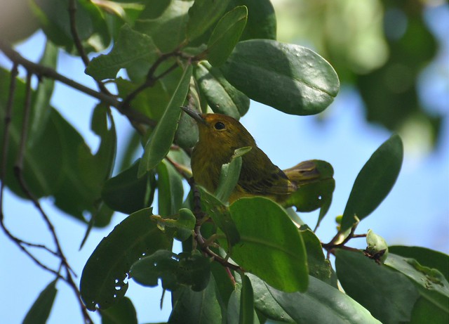 Dendroica petechia - Yellow Warbler - Paruline jaune (♀) - 27/01/11
