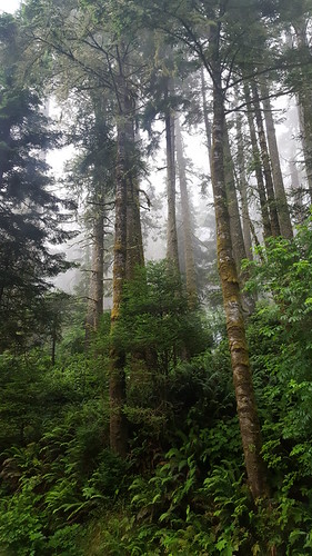 fog in the redwood forest | by Joy of Nature