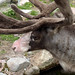 Flickr photo 'Reindeer' by: kostolany244.