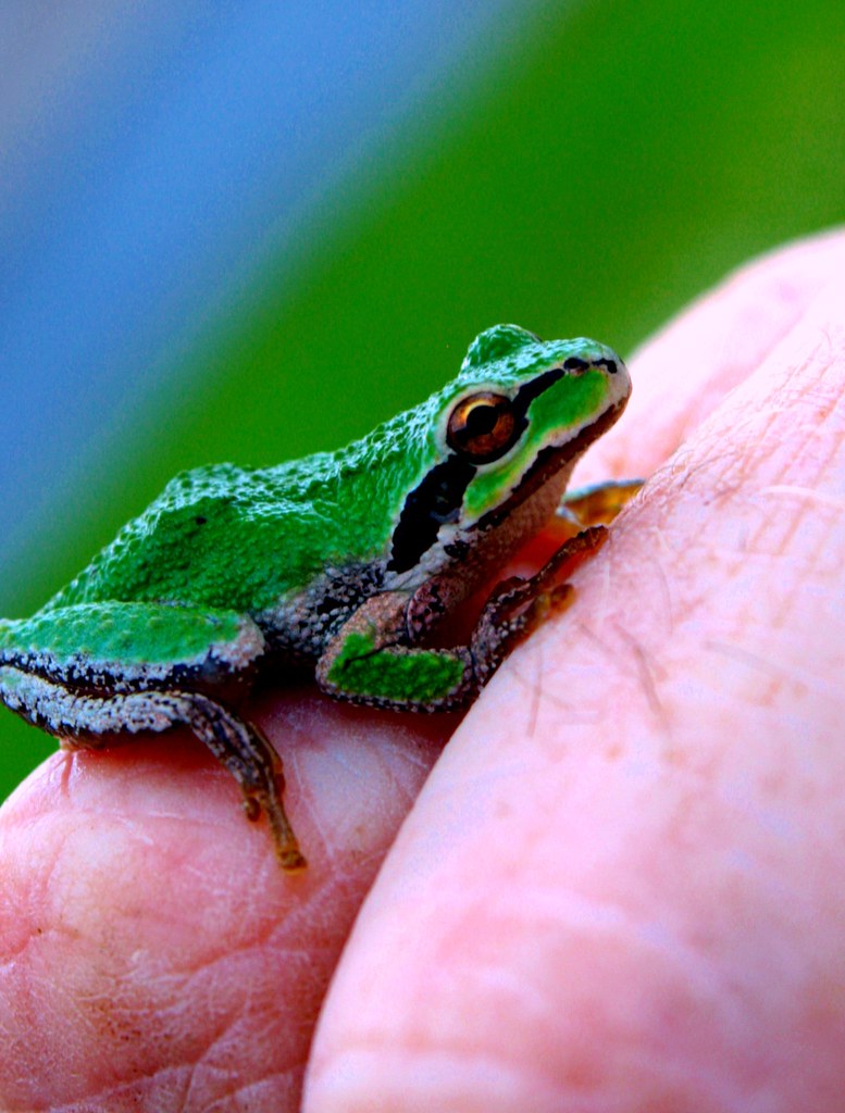 My friend | small tree frog i found in my yard. just got ...