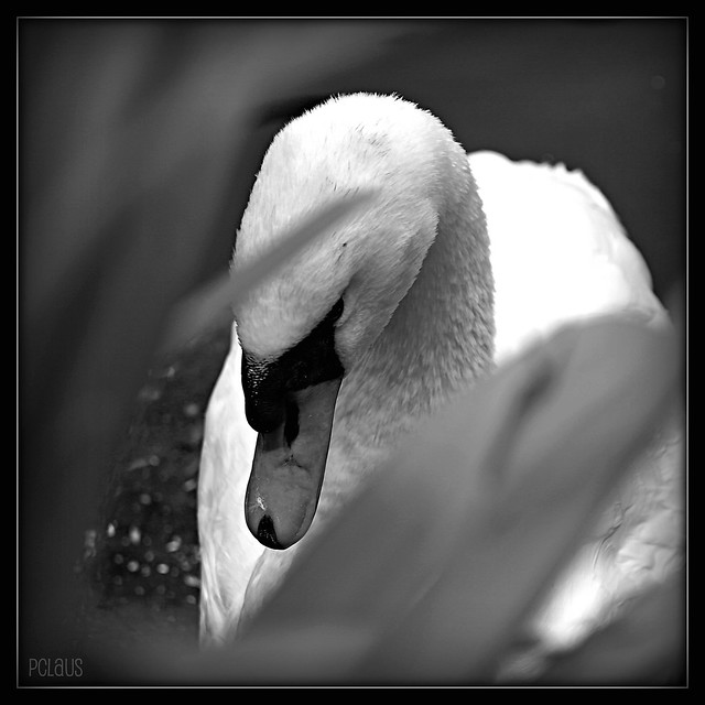 The swan, like the soul of the poet, By the dull world is ill understood ~ Heinrich Heine ~