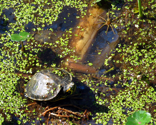 Emydidae : Chrysemys scripta - juvenile Yellow-bellied Slider Turtle (Pond Slider) next to a large Six-spotted Fishing Spider (Dolomedes triton)