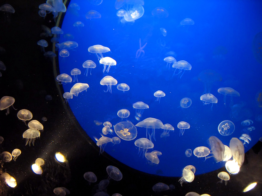 Jellyfishes - Aquarium Donostia-San Sebastian, Spain by Batikart