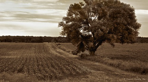 blackandwhite canada tree field sepia landscape quebec lonelytree sepialandscape