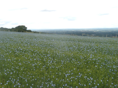 Flax field Hassocks to Lewes