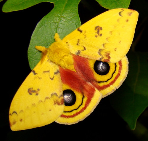 407650 – 7746 – Automeris io – Io Moth | Very docile, once t… | Flickr