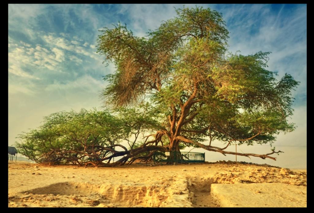 Какое дерево называют деревом жизни. Дерево жизни в пустыне Бахрейна. Мескитовое дерево Бахрейн. Дерево жизни в Bahrain. Дерево жизни Акация Бахрейн.