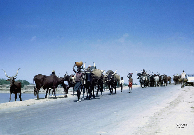 N'Djamena. Tchad. 1968. Transhumance (From my archives)