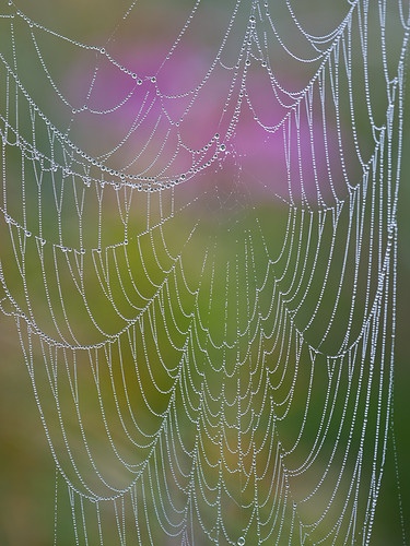 Spider web with dew by ER Post