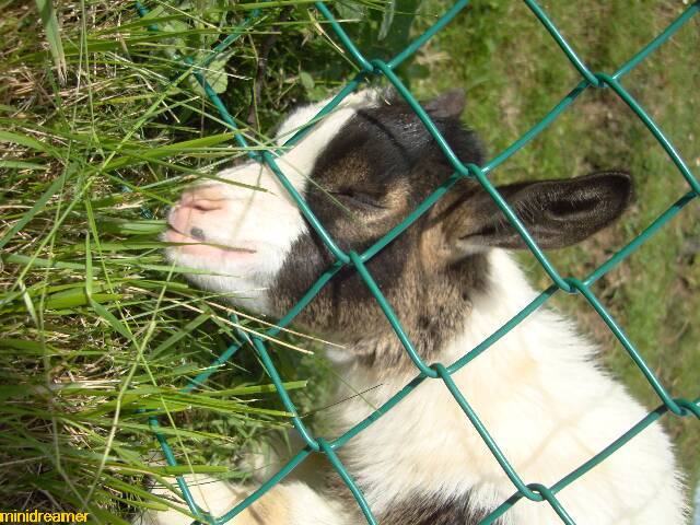 adorable goat kid eating blades of fresh grass through the fence - adorable cabrita comiendo briznas de hierba fresca a través de la cerca