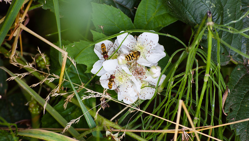 Hoverflies feeding