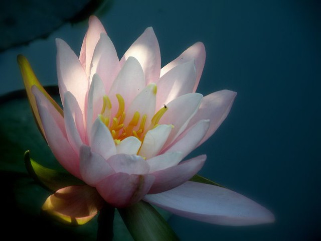 Waterlily in Evening Light