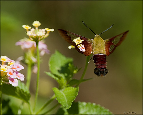 Hummingbird Moth... by Larry Daugherty (slow for awhile)