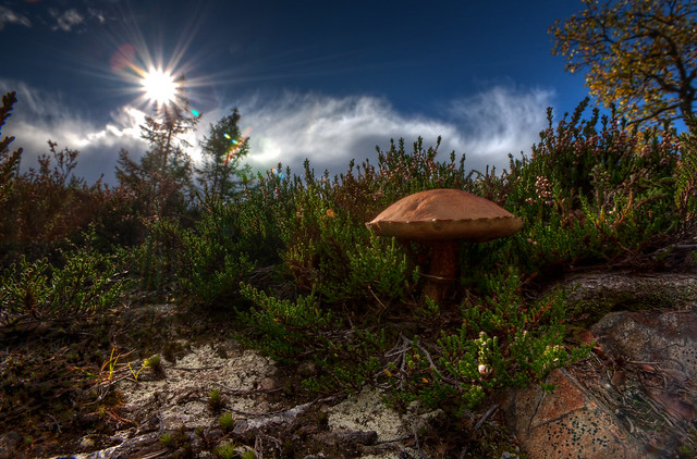 Mushroom against the sun.