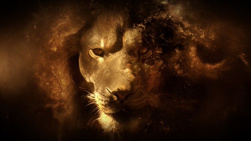 lion_hd_wallpaper | by devins_brain