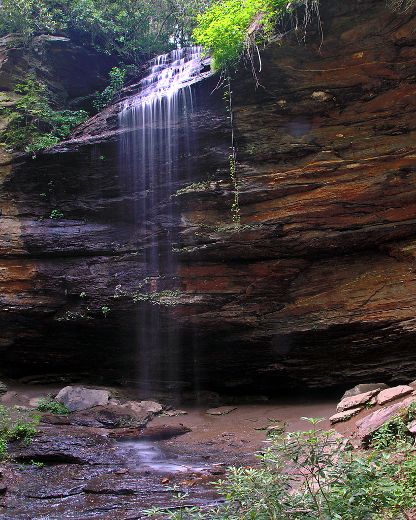 Coontree Loop