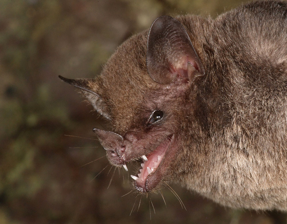 Mammals | Flickr