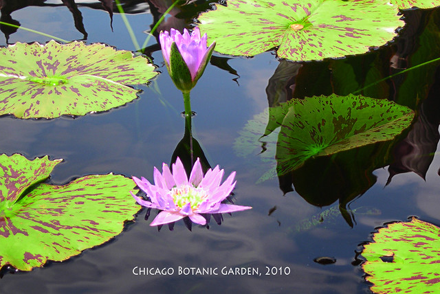 Two Lilies and Lily Pads