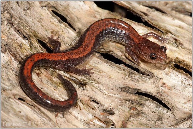 Northern Redback Salamander (Plethodon cinereus)