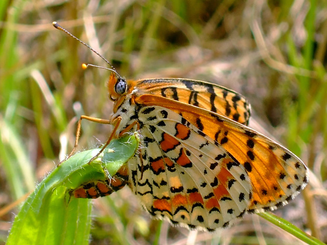 Butterfly Melitaea didyma