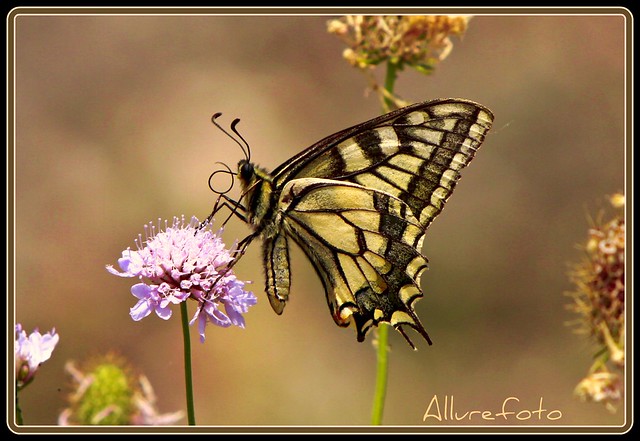 Queen Page Butterfly Greece