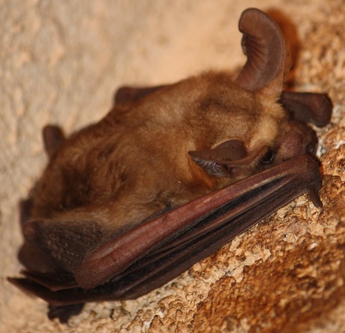 George the Bat 393 | by Mrs. Breese