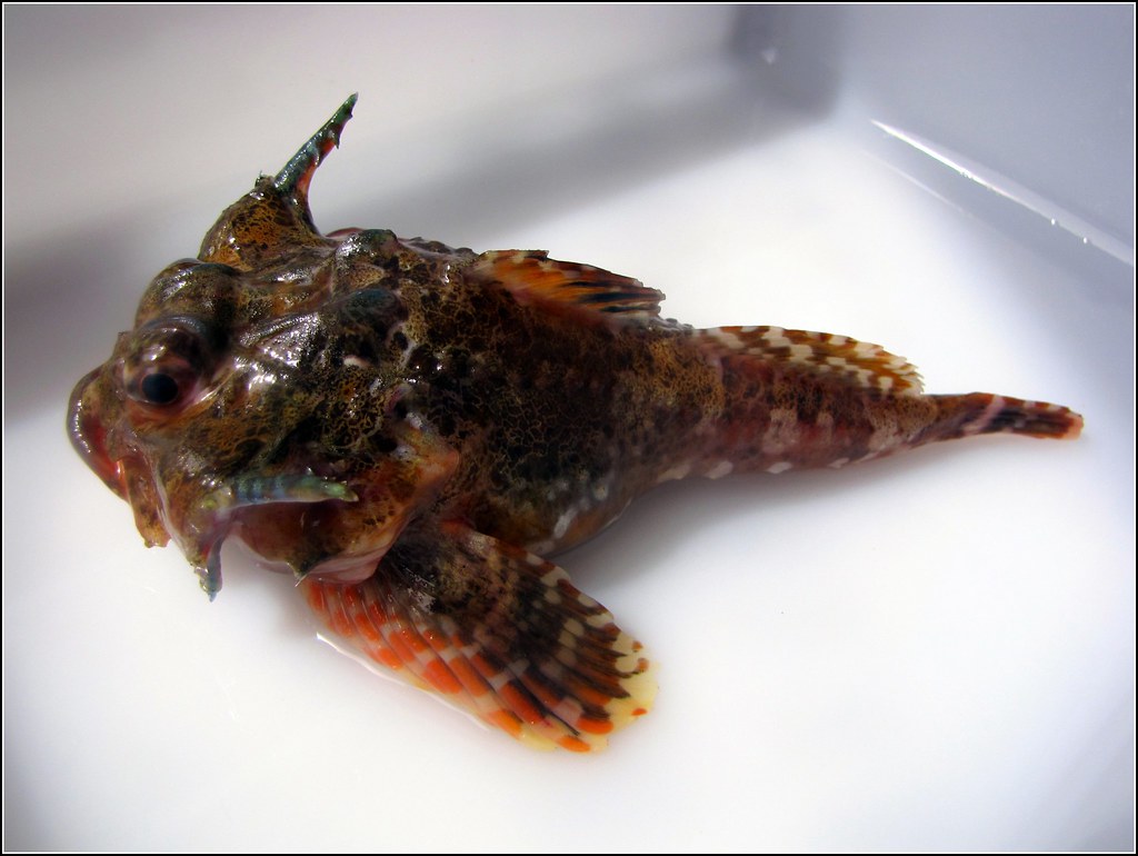 Leister Sculpin (Enophrys lucasi)