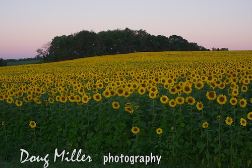 geotagged f456 aperture3 sunflowersef2890mm