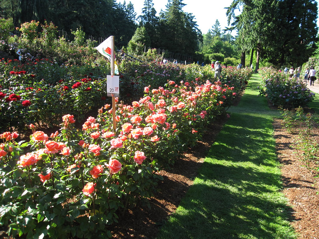 Portland Rose Garden Roses At Portland Rose Garden Apurva