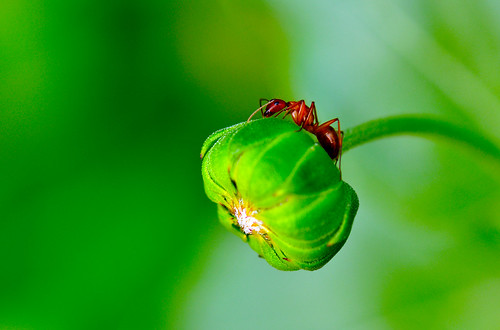 flower macro bug insect newjersey nikon brian ant nj sunflower audubon redant kushner 105mm sunflowerbud nikon105mmf28gedifafsvr d5000 macrolife bkushner ©brianekushner nikond5000