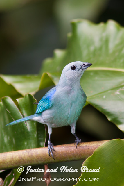 Blue-gray Tanager JNB1209