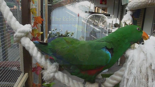 The Eclectus Parrot
