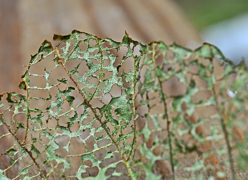 green nature skeleton leaf al emotion alabama framework lattice athensal bkhagar