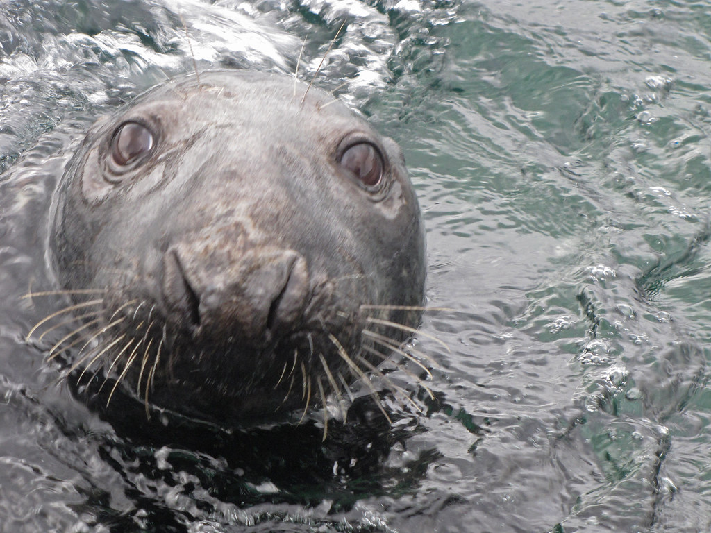 Knubbs l Common Seal Bilden Av Knubbs len Phoca Vitulin Flickr knubbs-l-common-seal-bilden-av-knubbs-len-phoca-vitulin-flickr