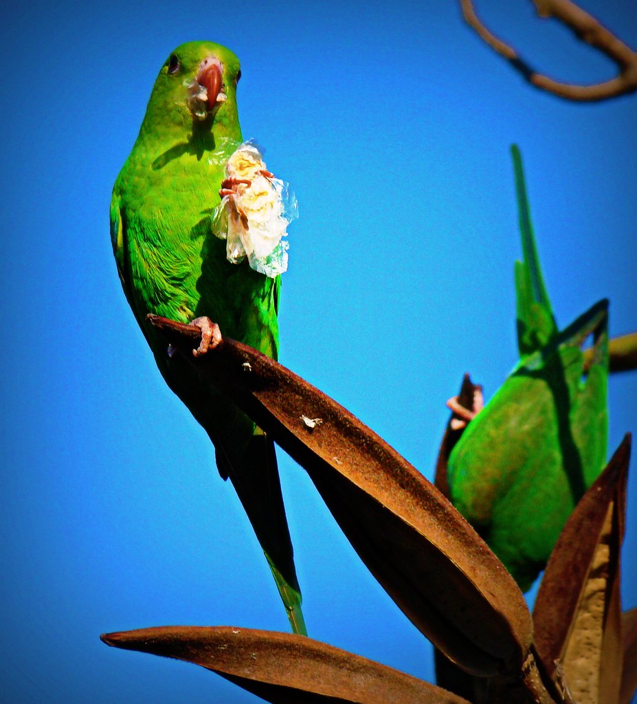 Periquito - Maritaca - the Yellow-chevroned Parakeet (Brotogeris chiriri chiriri) - eating spathodea seeds