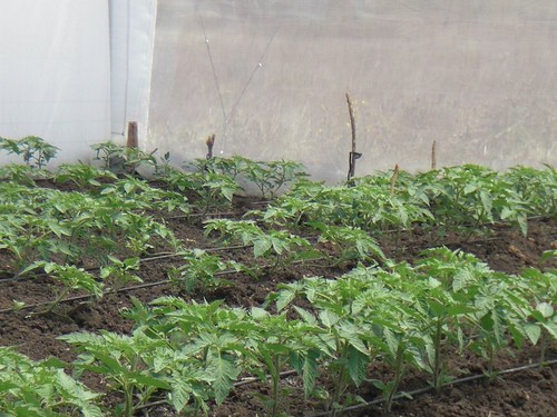 Green house Tomato farming. Best option of fighting poverty in arid and semi arid areas using water from boreholes. This is the  first  crop of Village Trust which has so far been very successful. Major problem is water shortage but with community borehol | by The Village Trust