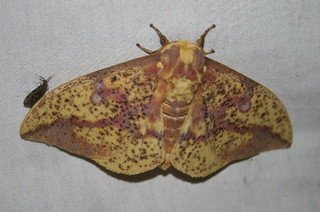 Imperial Moth | by SeabrookeLeckie.com