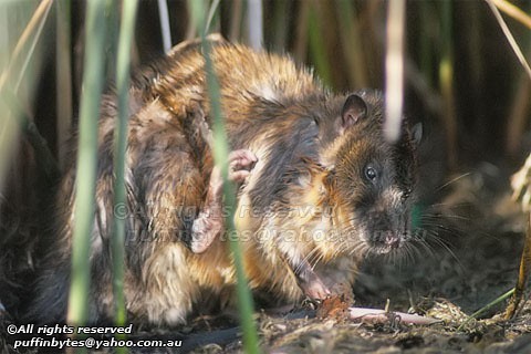 Eastern Water Rat - Hydromys chrysogaster | Eastern Water Ra… | Flickr