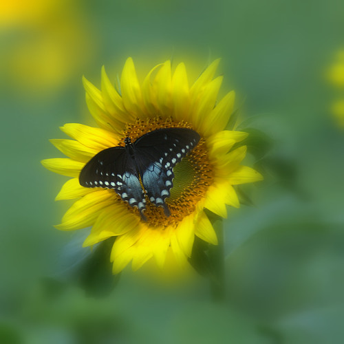 Spicebush Swallowtail Butterfly On Sunflower by William  Dalton