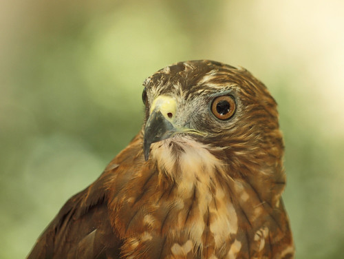 Broad Winged Hawk | by ml_thorsteinson