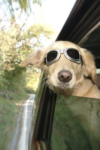Cool Dog With Sunglasses