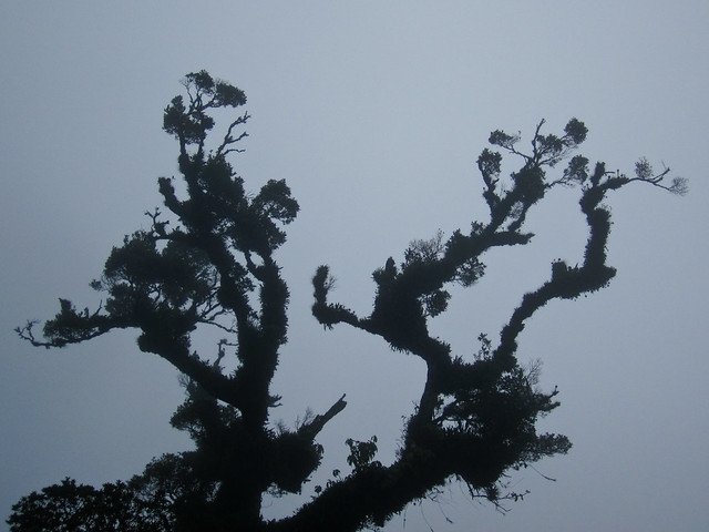 El Pital 11 - Tree in the fog