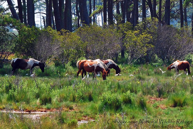 Chincoteague Horses and Cattle Egrets