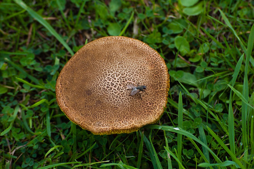 Red cracking bolete with fly
