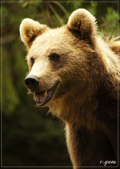 Ours - Bear (2)
