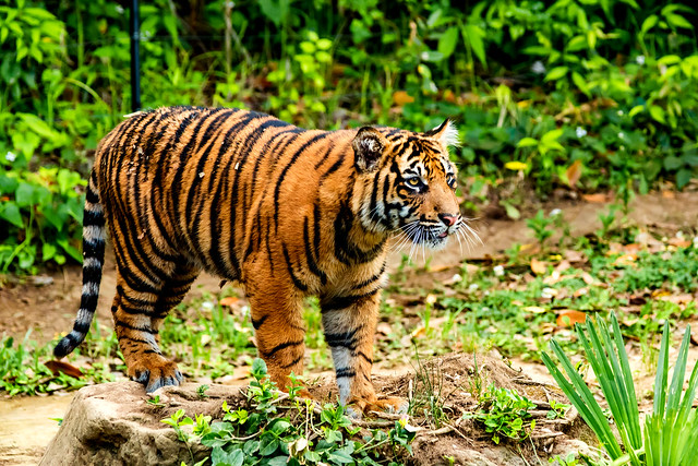 Sumatran Tiger's Cub : スマトラトラのファントム